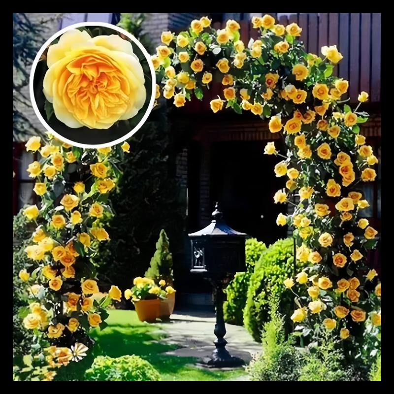 🔥Last Day 49% OFF🌺Climbing Rose Seeds