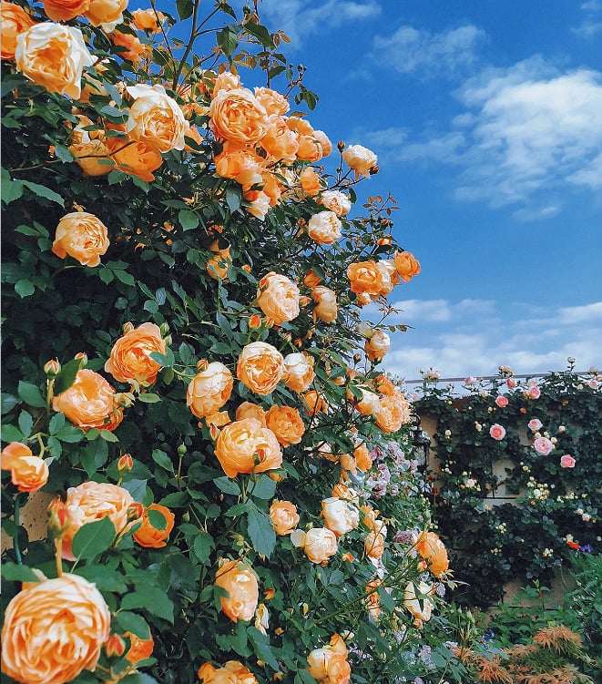 🔥Last Day 49% OFF🌺Climbing Rose Seeds