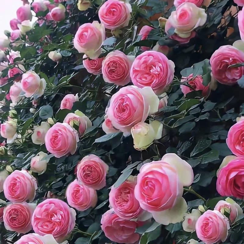 🔥Last Day 49% OFF🌺Climbing Rose Seeds