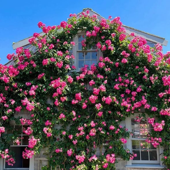 🔥Last Day 49% OFF🌺Climbing Rose Seeds